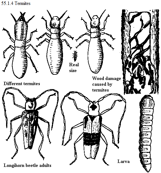 See diagram 55.1.4: Termites