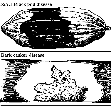 See diagram 55.2.1: Black pod disease 1