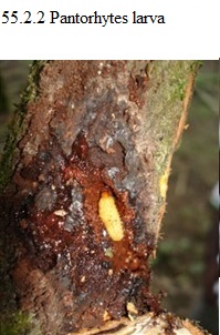 See diagram 55.2.2: Pantorhytes larva