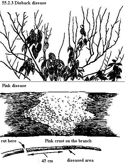 See diagram 55.2.3: Dieback disease