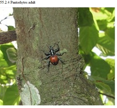 See diagram 55.2.4: Pantorhytes adult