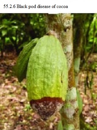 See diagram 55.2.6: Black pod disease 2