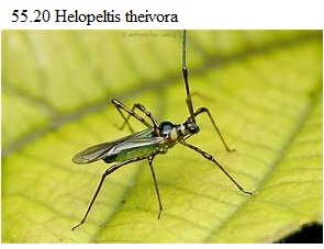 See diagram 55.20: (Helopeltis theivora)