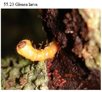See diagram 55.23: Glenea larva