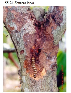 See diagram 55.24: Zeuzera larva