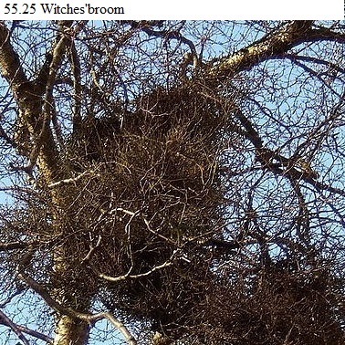 See diagram 55.25: Witches' broom infection