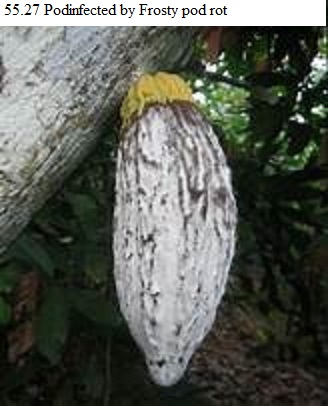 See diagram 55.27: Pod infected by Frosty pod rot