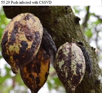 See diagram 55.29: Pods infected by CSSVD