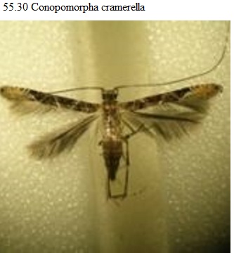 See diagram 55.30: (Conopomorpha cramerella)