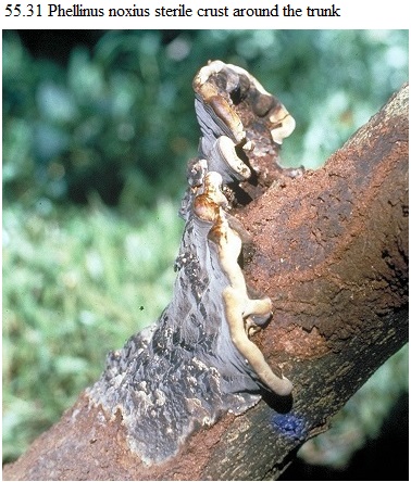 See diagram 55.31: (Phellinus noxius) sterile crust around the trunk