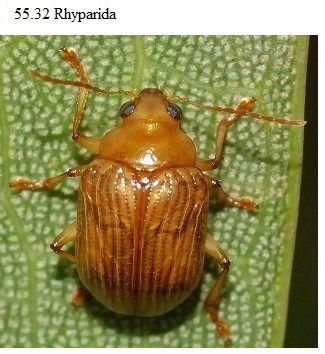 See diagram 55.32: Rhyparida