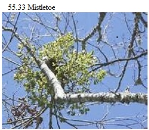 See diagram 55.33: Mistletoe