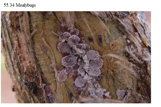 See diagram 55.34 Mealybugs