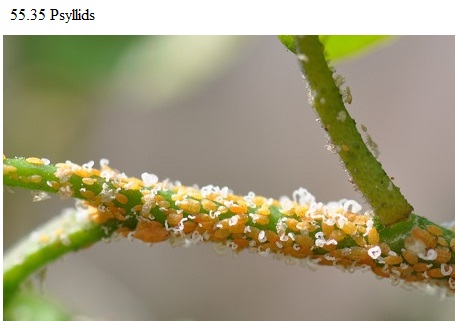 See diagram 55.35: Psyllids.