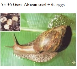 See diagram 55.36: Giant African snail