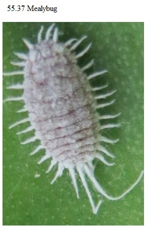 See diagram 55.37: Mealybug