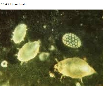 See diagram 55.47: Broad mite.