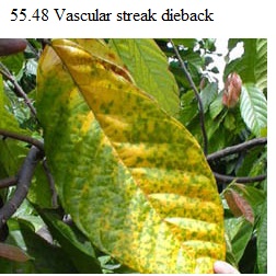 See diagram 55.48: Vascular streak dieback