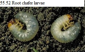 See diagram 55.52: Root chafer larva.
