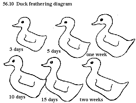 See diagram 56.10: The duck feathering diagram