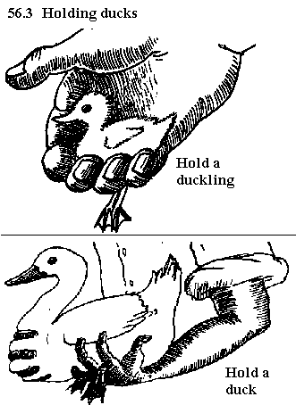 See diagram 56.3: Holding ducks