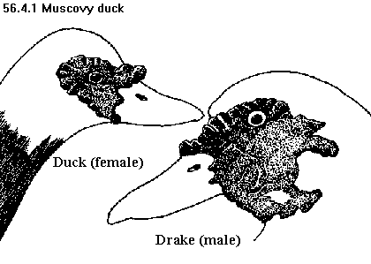 See diagram 56.4.1: Muscovy duck