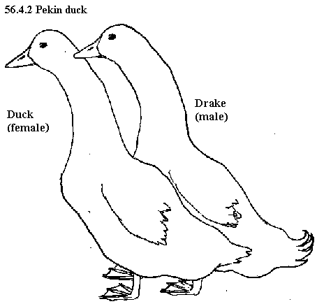 See diagram 56.4.2: Pekin duck