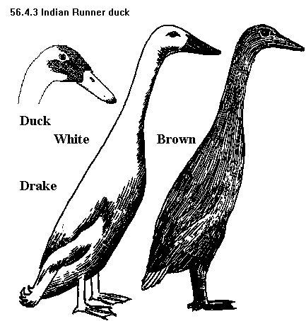 See diagram 56.4.3: Indian Runner duck