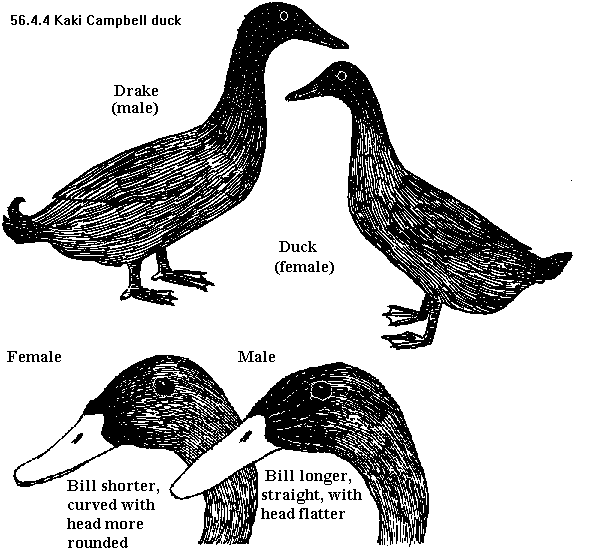 See diagram 56.4.4: Khaki Campbell duck