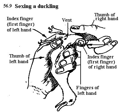 See diagram 56.9: Sexing a duckling