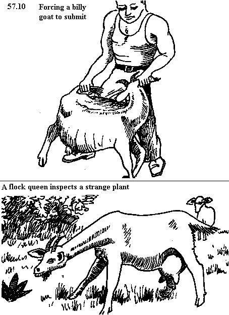 See diagram 57.10: Forcing a goat