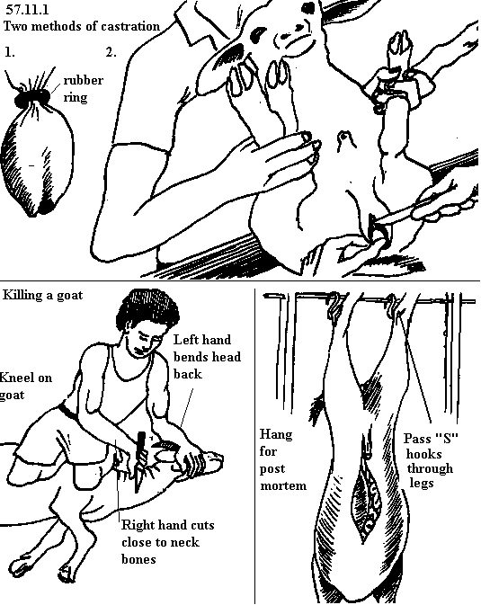 See diagram 57.11.1: Two methods of castration