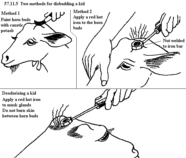 See diagram 57.11.5: Disbudding