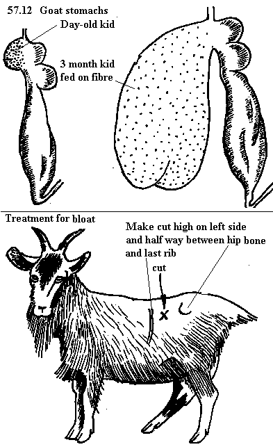 Diagram 57.12: Stomachs of a day old kid and 3 months old kid fed on fibre