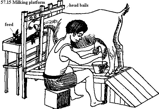 See diagram 57.15: Milking platform for goats