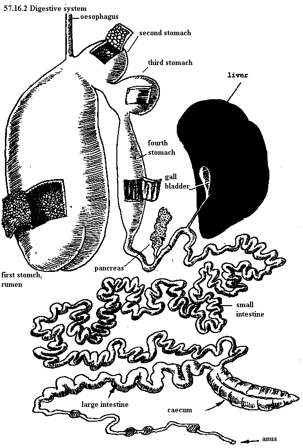 See diagram 57.16.2: Digestive system of the goat