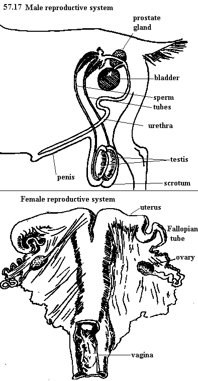 See diagram 57.17: Male and female reproductive organs