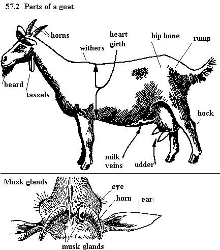 See diagram 57.2: Parts of a goat, musk gland