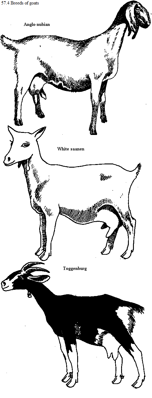 See diagram 57.4: Breeds of goats