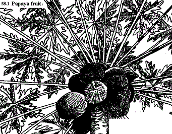 See diagram 58.1: Papaya with fruit