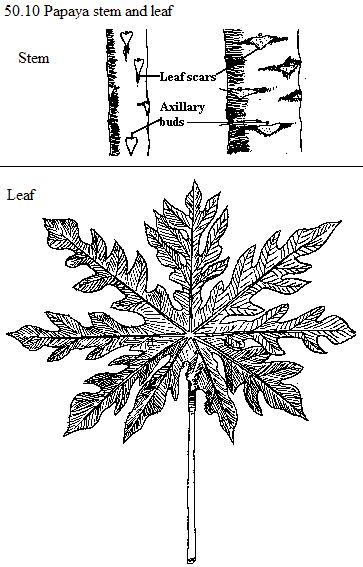 See diagram 58.10: Papaya stem and leaf