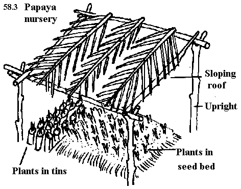 See diagram 58.3: Papaya nursery