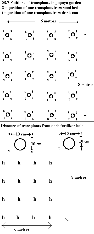 See diagram 58.7: Positions of transplants in papaya garden