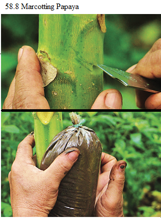 See diagram 58.8: Marcotting Papaya