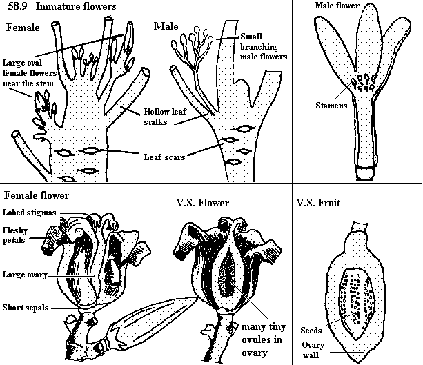 See diagram 58.9: Papaya flower