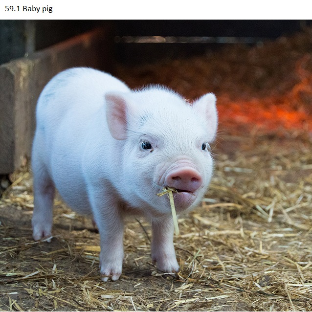 See diagram 59.1: Baby pig