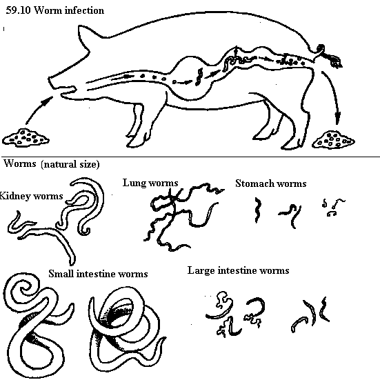 See diagram 59.10: Pig diseases