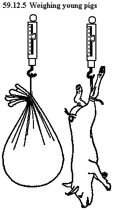 See diagram 59.12.5: Weighing young pigs