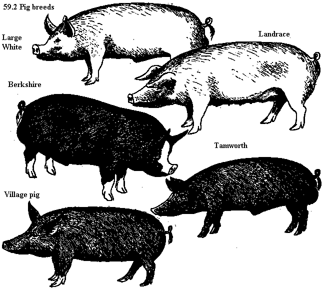 See diagram 59.2: Pig breeds