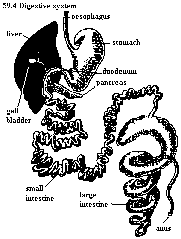 See diagram 59.4: Digestive system